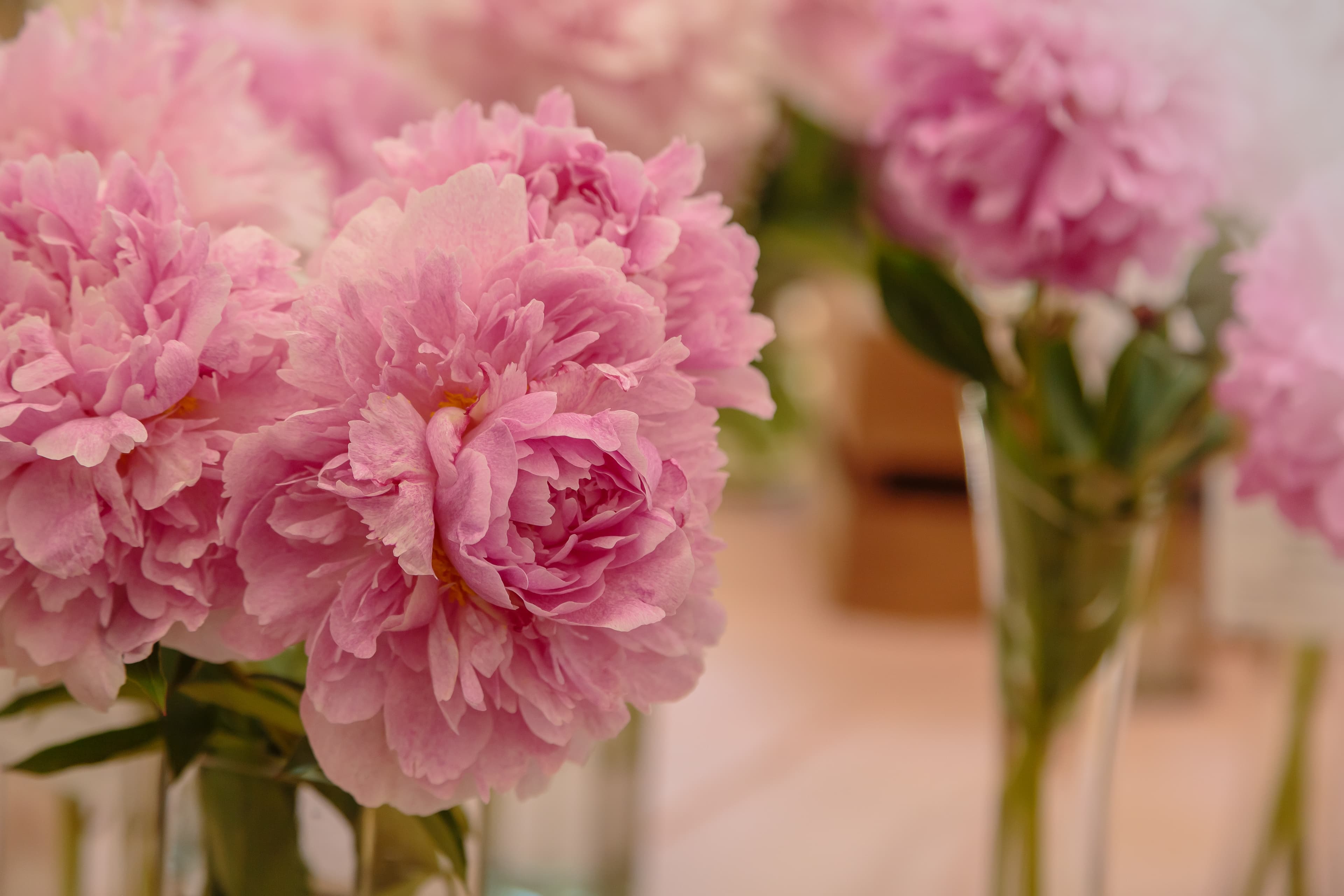 Pink peonies floral background